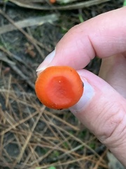 Hygrocybe cantharellus