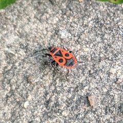 Pyrrhocoris apterus