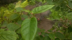 Vincetoxicum dalzellii