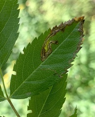 Stigmella rosaefoliella
