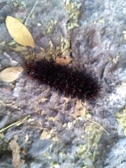 Hypercompe permaculata