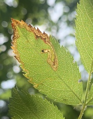 Stigmella rosaefoliella
