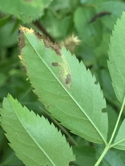 Stigmella rosaefoliella