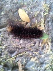 Hypercompe permaculata