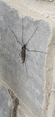 Tipula abdominalis