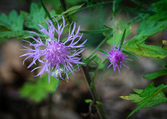 Centaurea stoebe