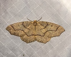 Lambdina fiscellaria