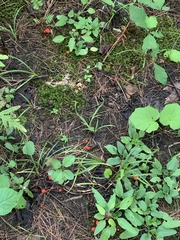Hygrocybe cantharellus