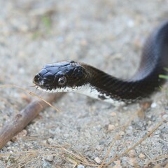 Pantherophis alleghaniensis