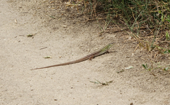 Lacerta strigata