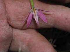 Glossodia minor