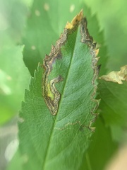 Stigmella rosaefoliella