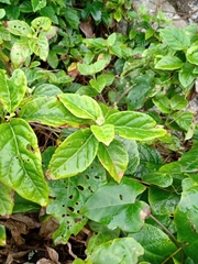 Cyrtocymura scorpioides