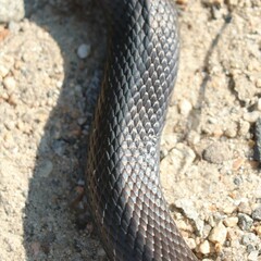 Pantherophis alleghaniensis