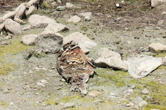 Micropterus salmoides