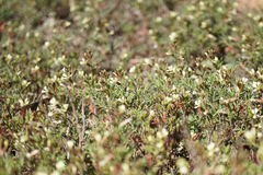 Carrichtera annua