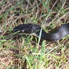 Pantherophis alleghaniensis