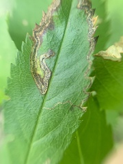 Stigmella rosaefoliella