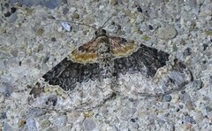 Xanthorhoe ferrugata