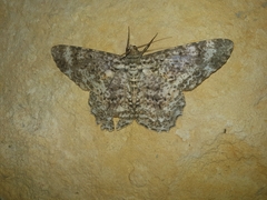 Epimecis