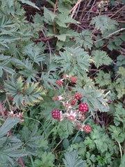 Rubus laciniatus