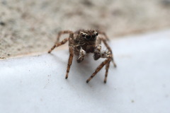 Mexigonus