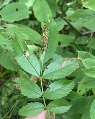 Stigmella rosaefoliella