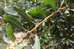 Salix lasiolepis