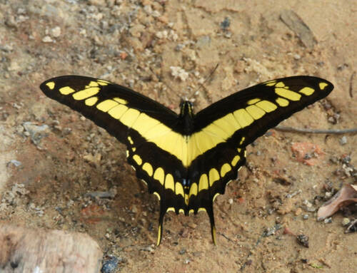 Thoas Swallowtail