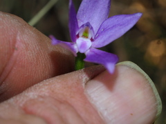Glossodia minor