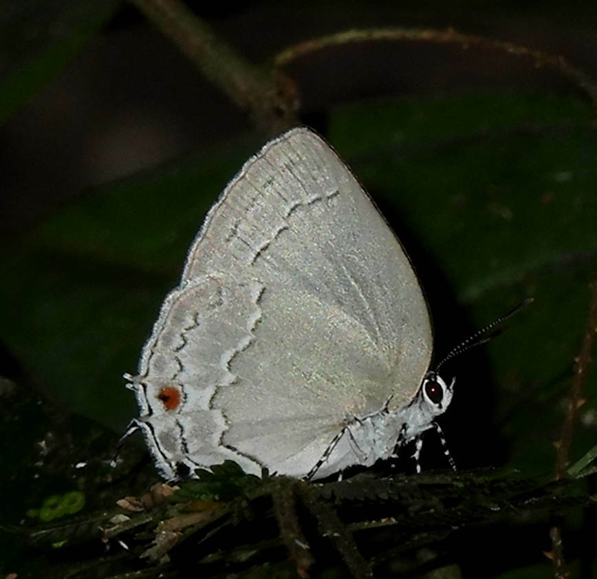 Strephonota sphinx
