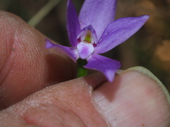 Glossodia minor