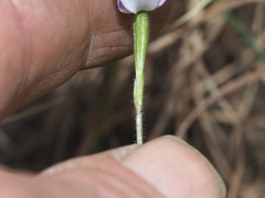 Glossodia minor