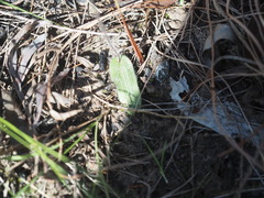 Glossodia minor