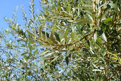 Salix lasiolepis