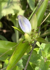 Gentiana andrewsii