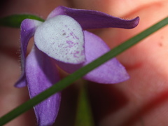 Glossodia minor