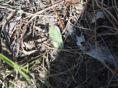 Glossodia minor