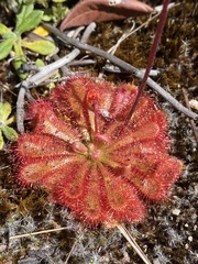 Drosera spatulata