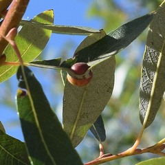 Euura californica