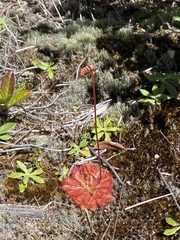 Drosera spatulata