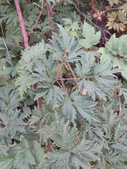 Rubus laciniatus