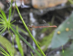 Ceriagrion aeruginosum