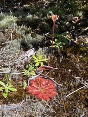 Drosera spatulata