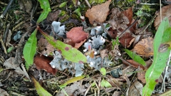 Peltigera canina