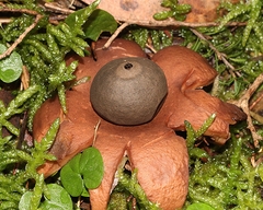 Geastrum triplex