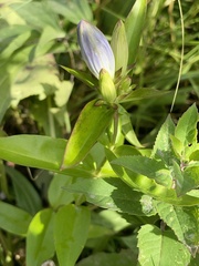 Gentiana andrewsii