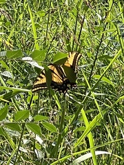 Papilio multicaudata