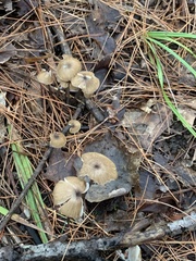 Pseudoclitocybe cyathiformis