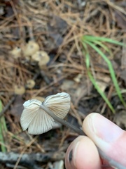 Pseudoclitocybe cyathiformis